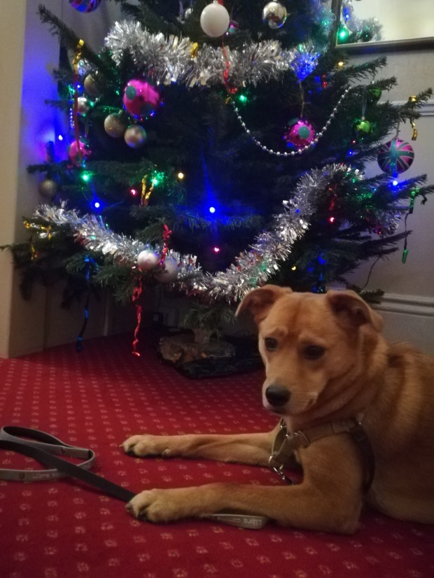 Georgie, the crossbreed Golden Retriever/Labrador, posing in front of the Christmas tree