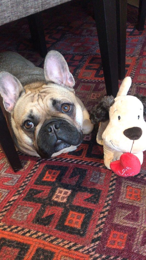 Lola the French Bulldog, for her second birthday