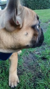 Bonnie our puppy French Bulldog