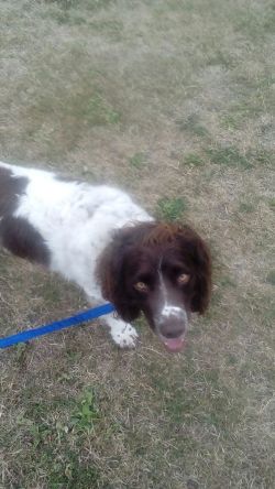 Freddie, the English Springer Spaniel , for his dog Walking