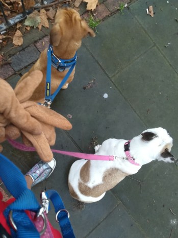 Ziggy, the crossbreed Pug/Cocker Spaniel/French Bulldog/Boston Terrier, and Millie, the French Bulldog, out and about during their dog Day Care!