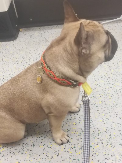 Lola, our French Bulldog, during her dog Walking