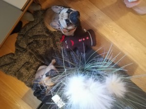 Bonnie, and her half-sister Lola, our French Bulldogs, during dog Stay-and-Care