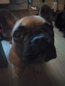 Bonnie, our French Bulldog puppy, during dog Stay-and-Care