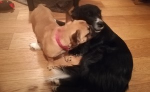 Bonnie, the French Bulldog puppy, and Chester, the Border Collie, getting along so nicely during dog Stay-and-Care