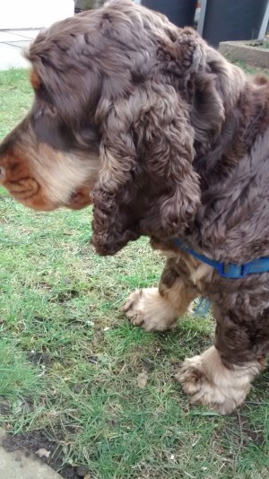Ollie, the Cocker Spaniel, during his dog Walking