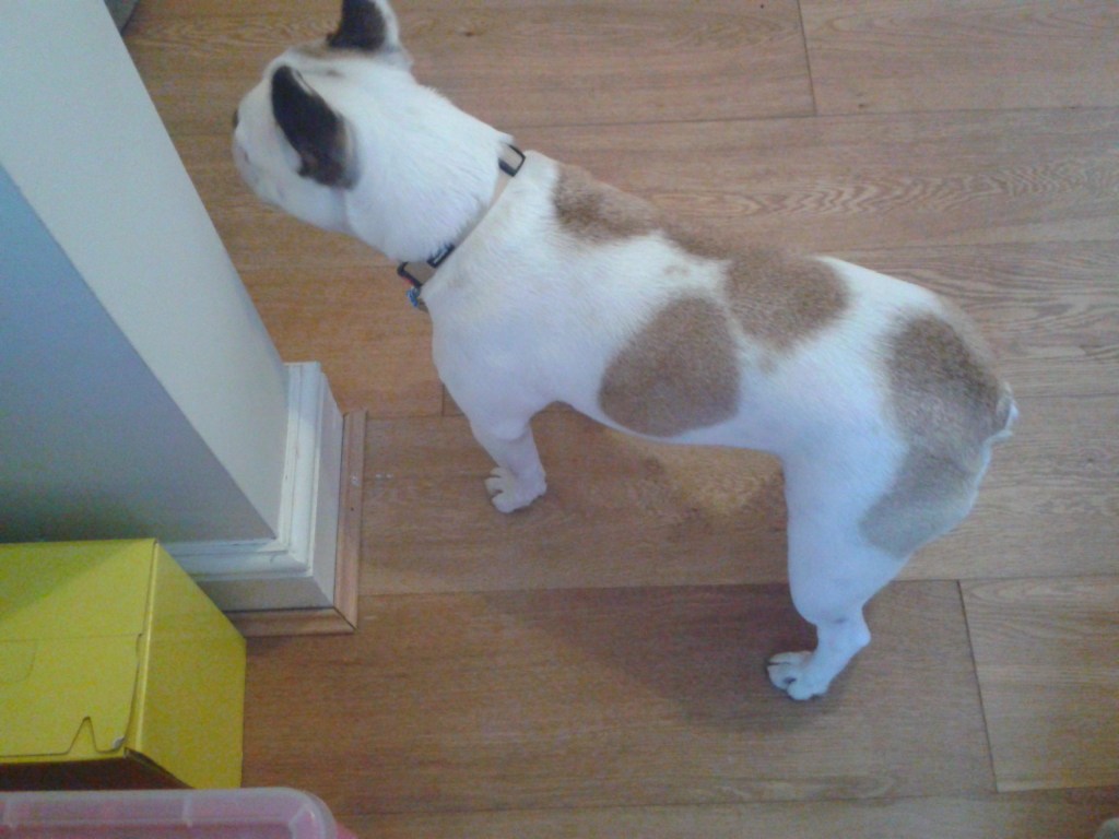 Millie, the French Bulldop, during her dog Day Care