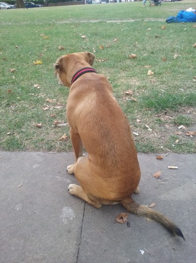 Ziggy, the crossbreed Pug/Cocker Spaniel/French Bulldog/Boston Terrier, during his dog Day Care