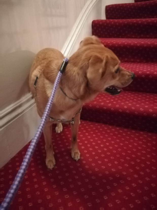 Georgie, the crossbreed Golden Retriever/Labrador, ready for her Day Care