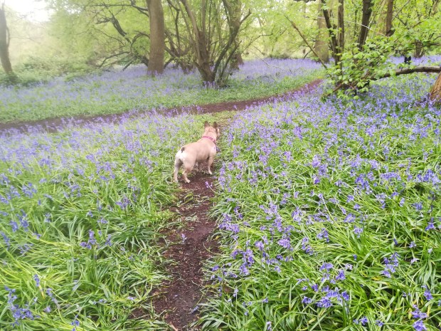 Lola, the French Bulldog, during her Stay-and-Care
