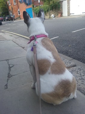 Millie, our French Bulldog, during her dog Day Care