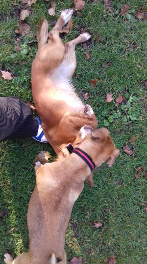 Ziggy, the crossbreed Pug/Cocker Spaniel/French Bulldog/Boston Terrier, during his dog Day Care Ziggy, the crossbreed Pug/Cocker Spaniel/French Bulldog/Boston Terrier, during his dog Day Care