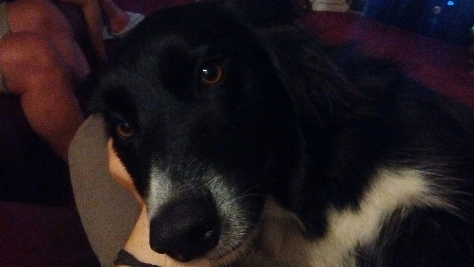 Chester, the Border Collie, during his dog Stay-and-Care boarding