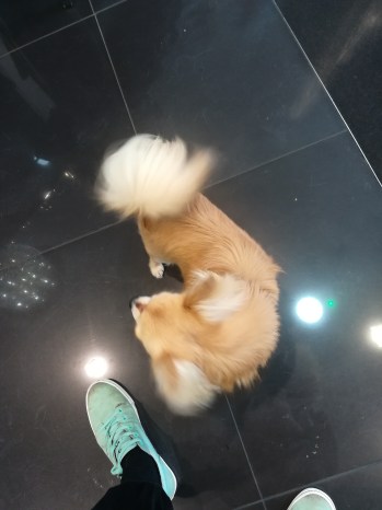 Charles, the Chihuahua, for his dog Training