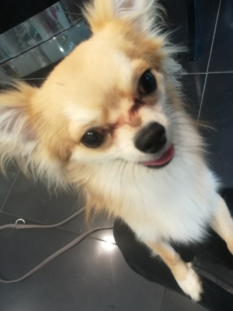 Charles, the Chihuahua, for his dog Training