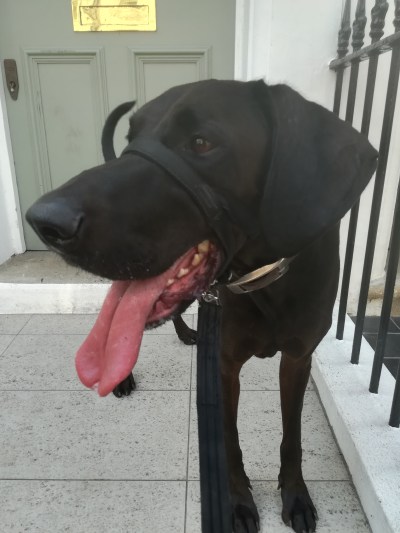 Duke, the German Shorthaired Pointer, receiving dog Training