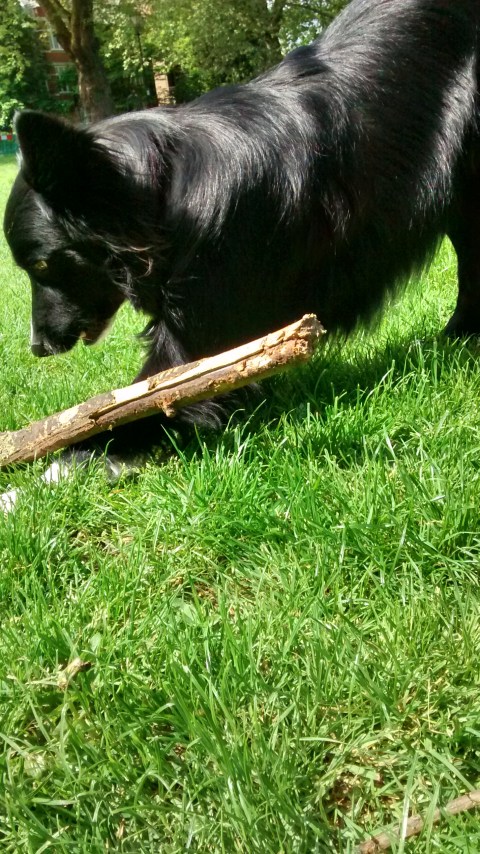 Chester, the Border Collie, having fun during his dog Stay-and-Care boarding
