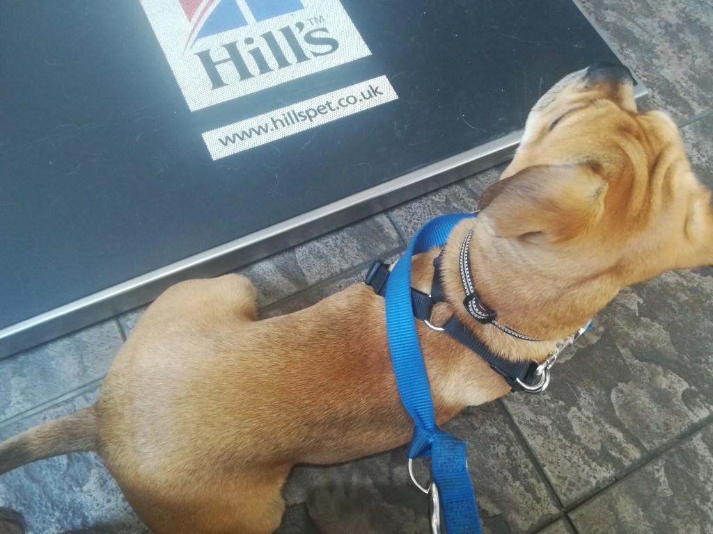 Ziggy. the crossbreed Pug/Cocker Spaniel/French Bulldog/Boston Terrier, awaiting to be weighted fduring his vet annual check