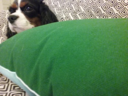 Coquette, the Cavalier King Charles Spaniel, relaxed for her dog Stay-and-Care boarding