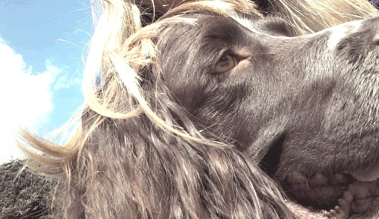 Freddie, our English Springer Spaniel, during his dog Walking