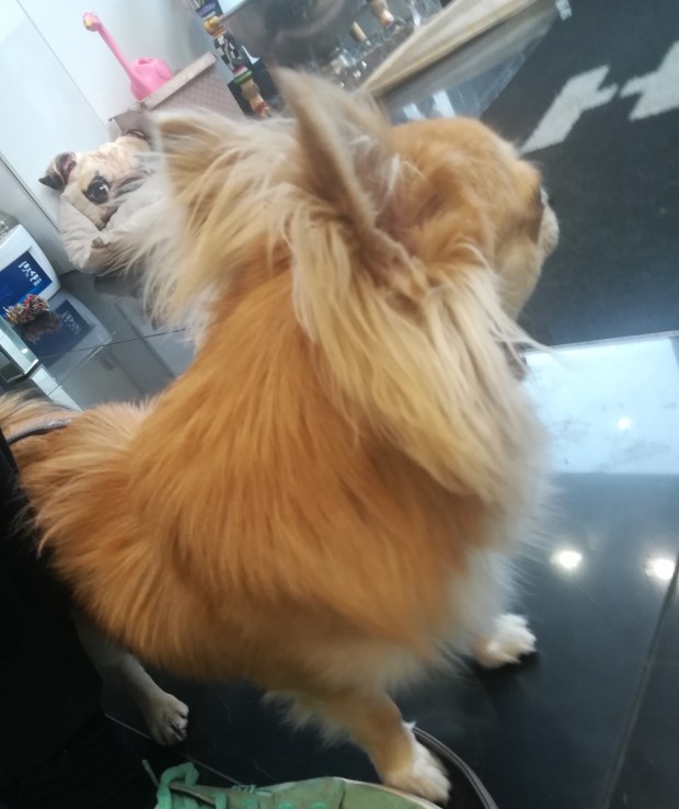 Charles, the long-haired Chihuahua, for his dog Training