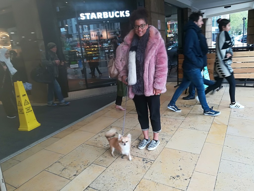 Charles, the Chihuahua, during his dog Training outdoors