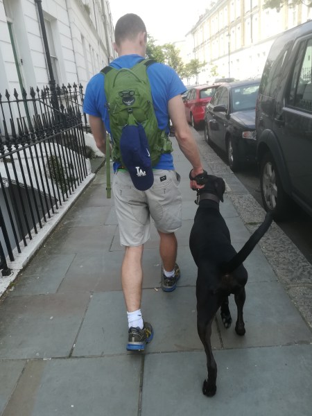Duke, the German Shorthaired Pointer (GSP), enjoying his dog Training