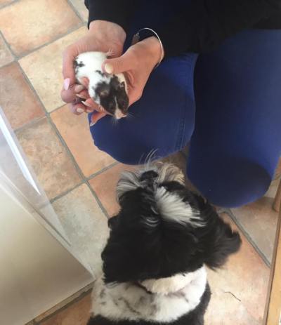 Booboo meeting his namesake, Booboo, the black and white hamster!