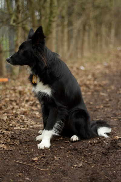 Chester, the Border Collie, having a sit during his dog Stay-and-Care