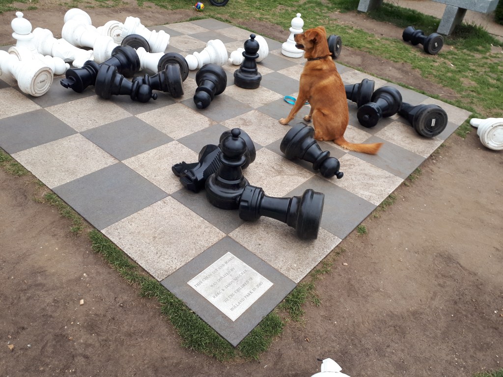 Georgie, our crossbreed Golden Retriever/Labrador, during her dog Walking, having fun