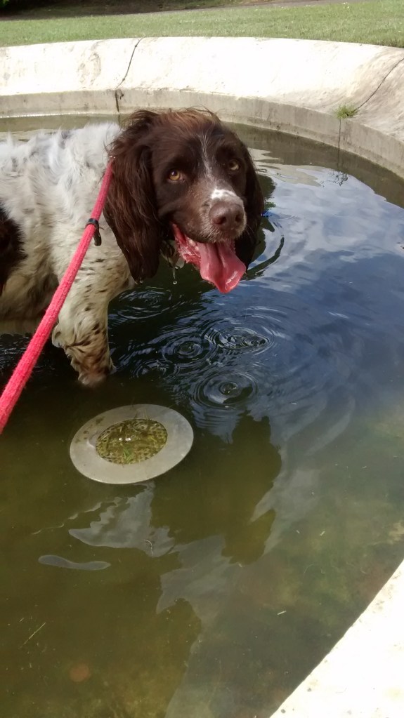 Freddie, our English Springer Spaniel, enjoying a cool down during his dog Walking