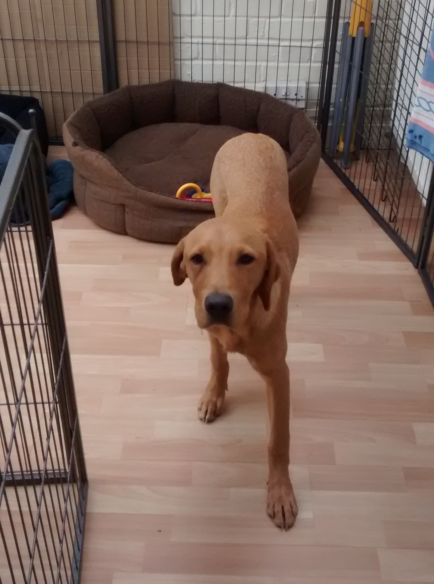 Whisky, our Labrador puppy, ready for his dog Day Care