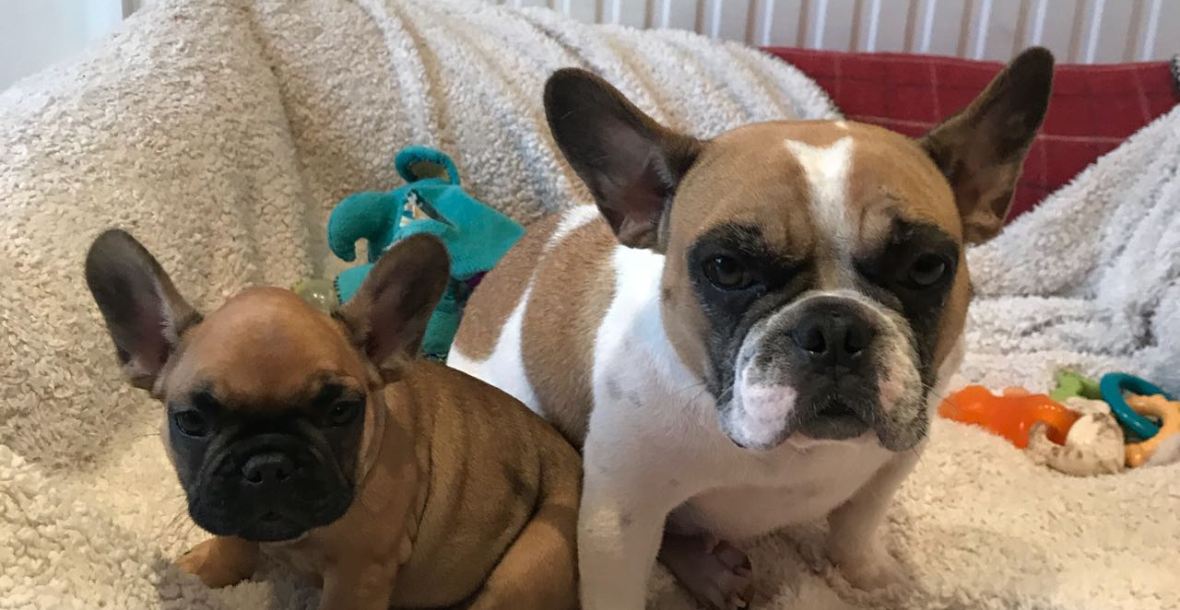 Bonnie, the French Bulldog, and her mum!