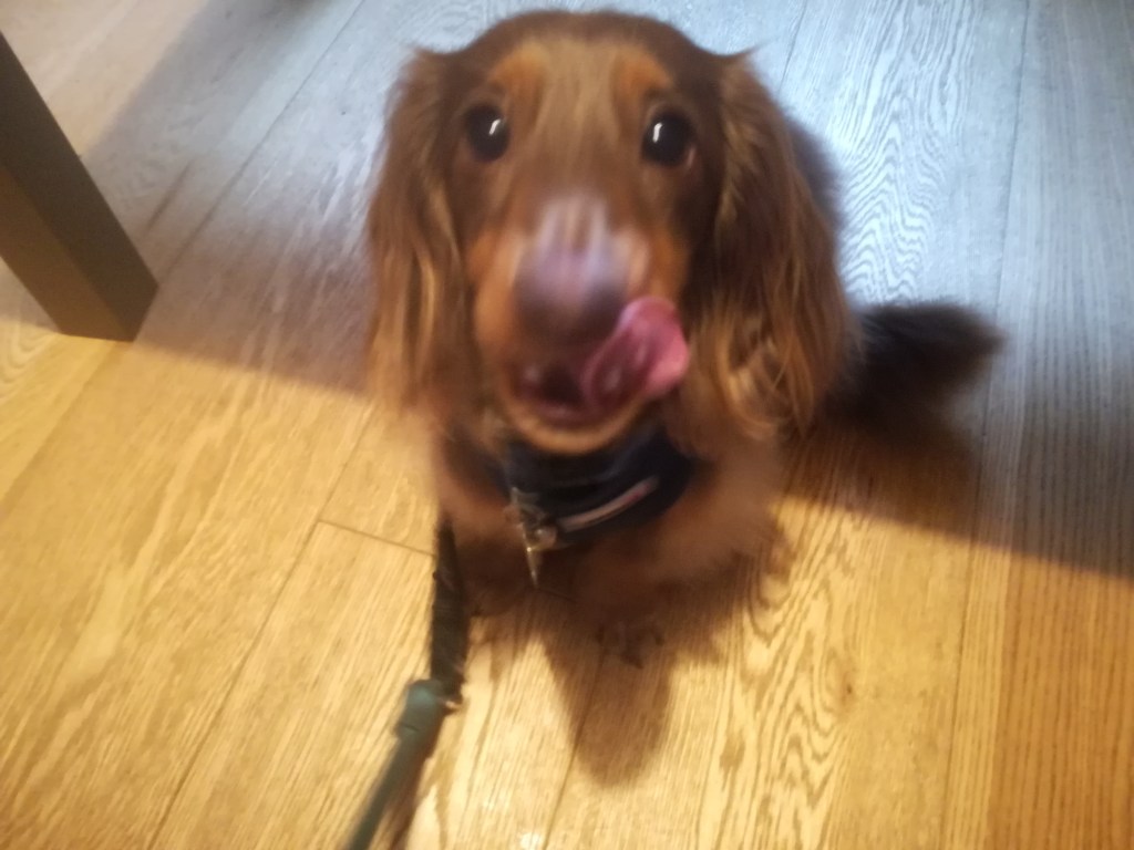 Rupert, the Miniature long-haired Dachshund, during his dog Day Care