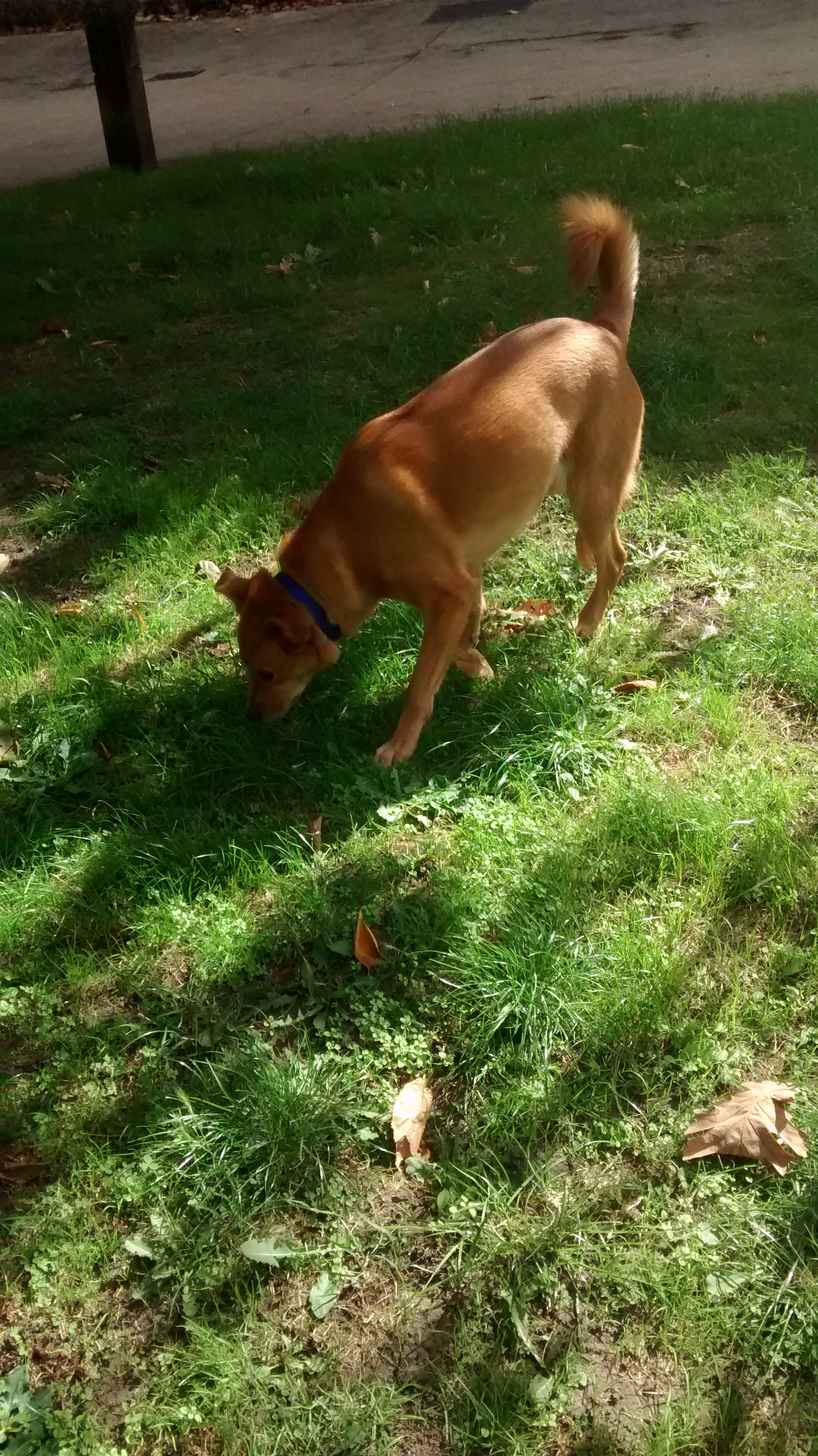Georgie, our cute crossbreed Golden Retriever/Labrador, during her dog Walking