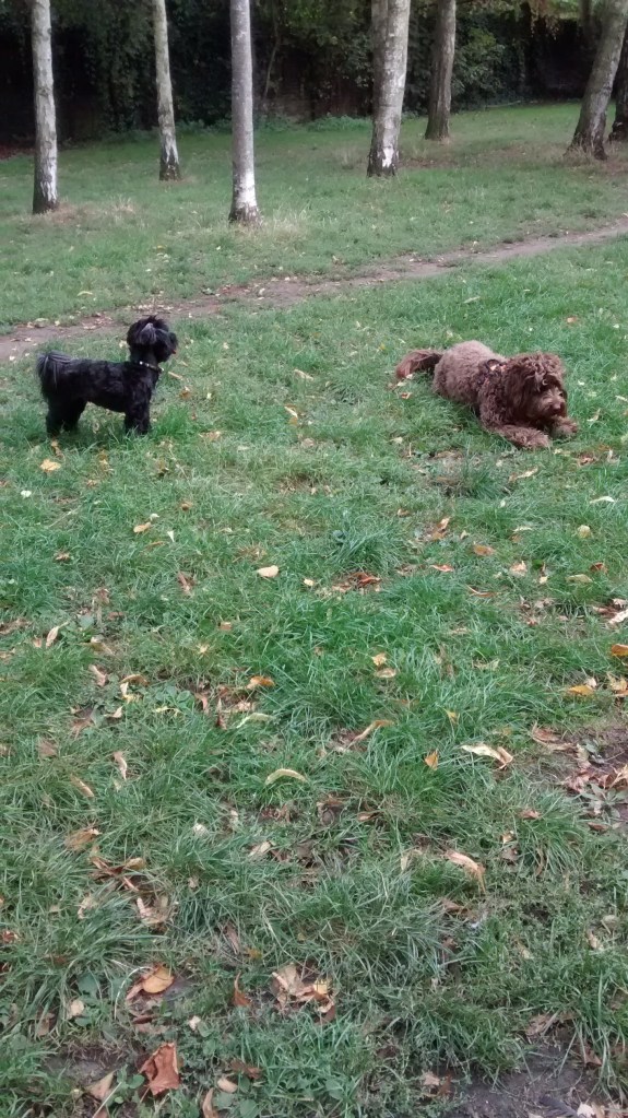 Willow, our Havanese, and Humphrey, our Cockapoo, for their dog Walking