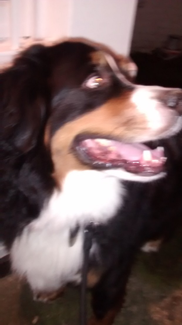 Winston, the Bernese Mountain Dog, for his dog Walking!