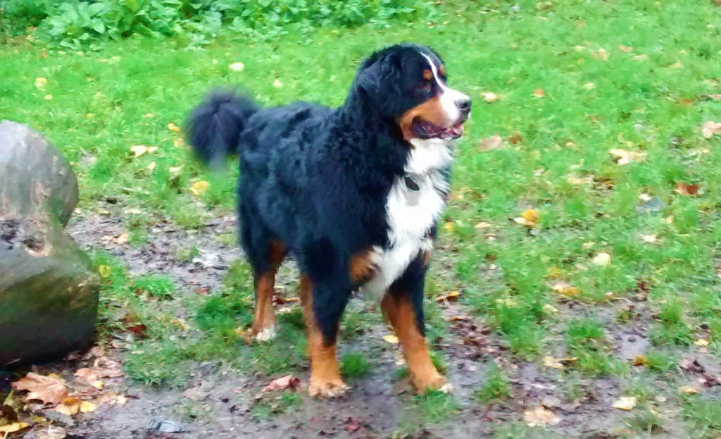 Winston, our Bernese Mountain Dog, for his dog Walking