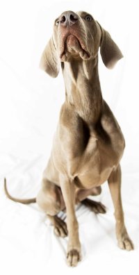 Weimaraner