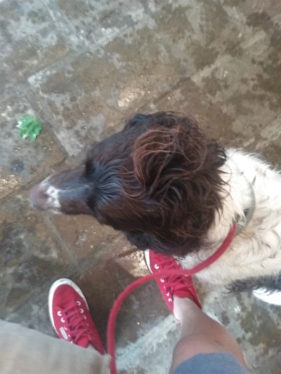 Freddie, our English Springer Spaniel, for his dog Walking!