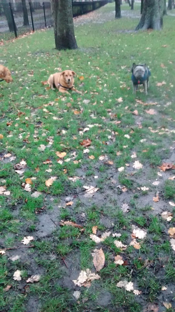 Whisky, our Labrador puppy, Georgie, our crossbreed Golden Retriever/Labrador and friend, during their dog Walking