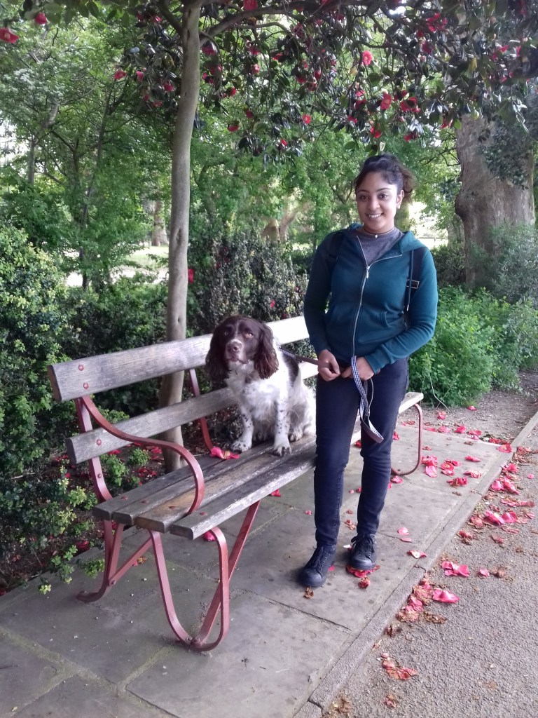 Freddie, our English Springer Spaniel, for his dog Walking!!
