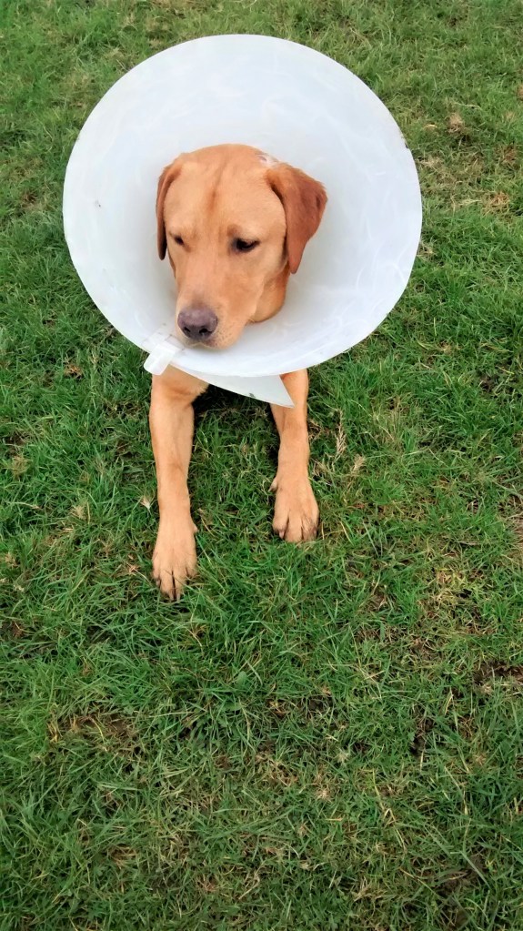 Whisky, our Labrador pup, for his dog Day Care