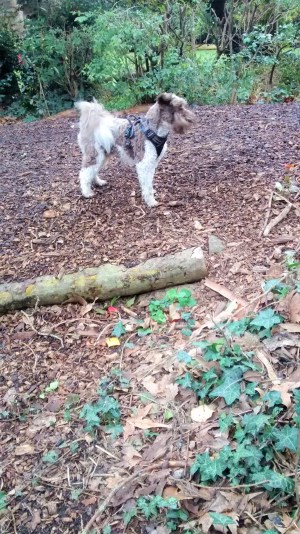 Monty, our Miniature Schnauzer, during his dog Walking