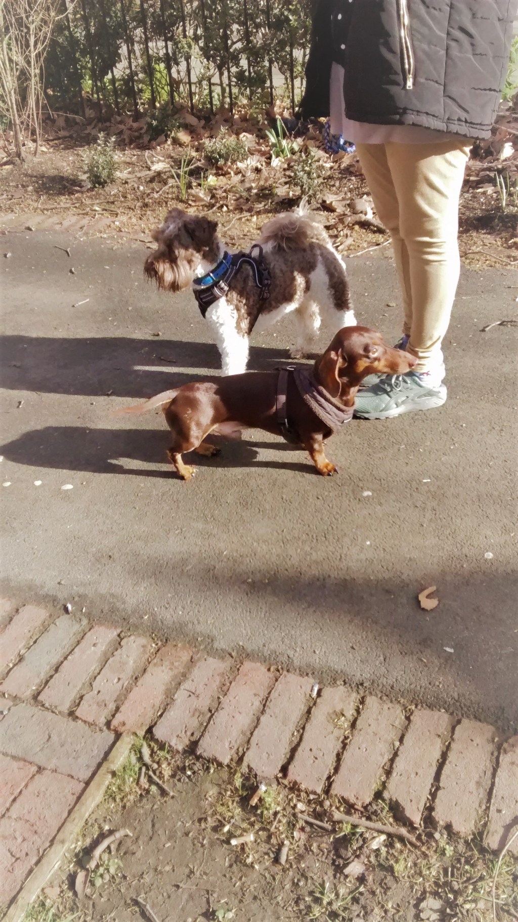 Monty, our Miniature Schnauzer, for his dog Walking