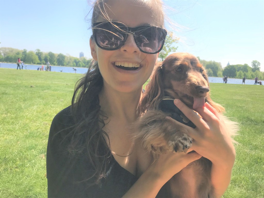 Rupert, the Miniature long-haired Dachshund, during his dog Day Care