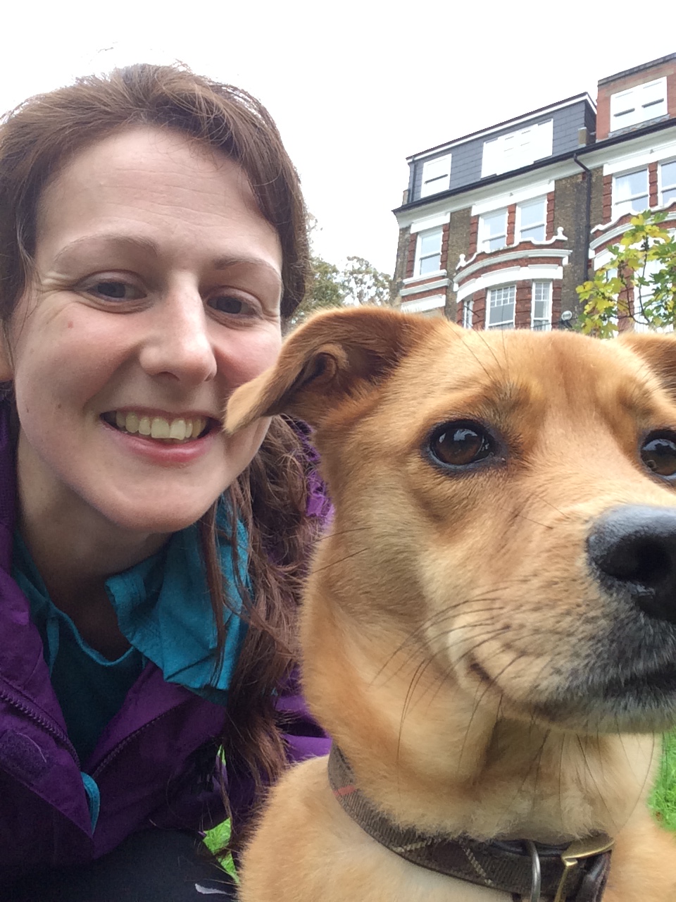 Georgie, our rescued crossbreed Golden Retriever/Labrador!