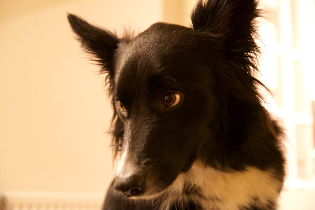 Chester, our Border Collie, posing during his dog Stay-and-Care boarding