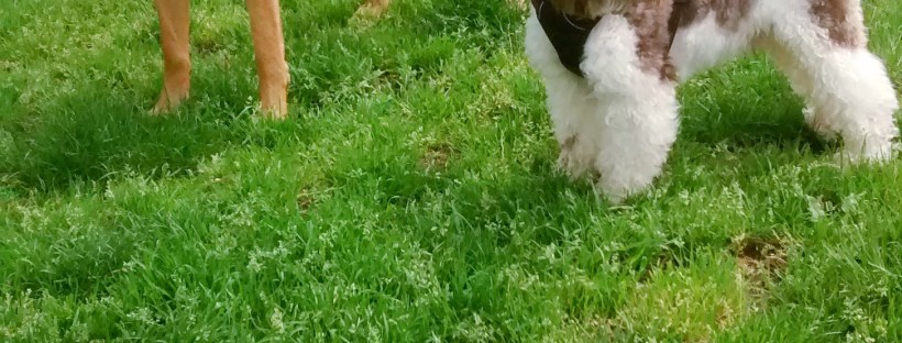 Dog Walking fun with EmmanuelleChaix