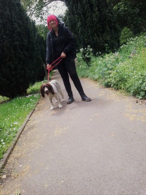 FREDDIE OUR ENGLISH SPRINGER SPANIEL DURING HIS DOG WALKING IN LONDON!